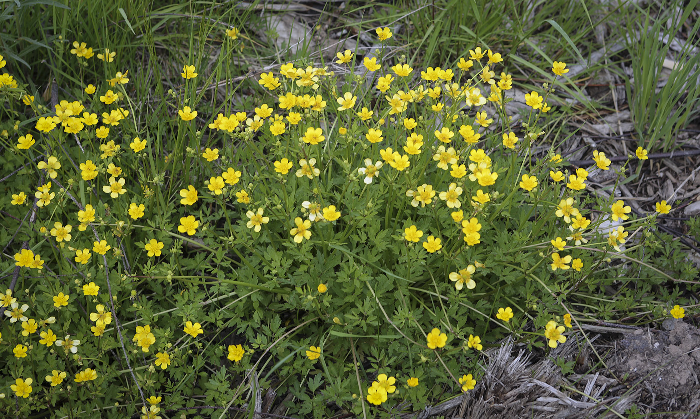 Изображение особи Ranunculus repens.