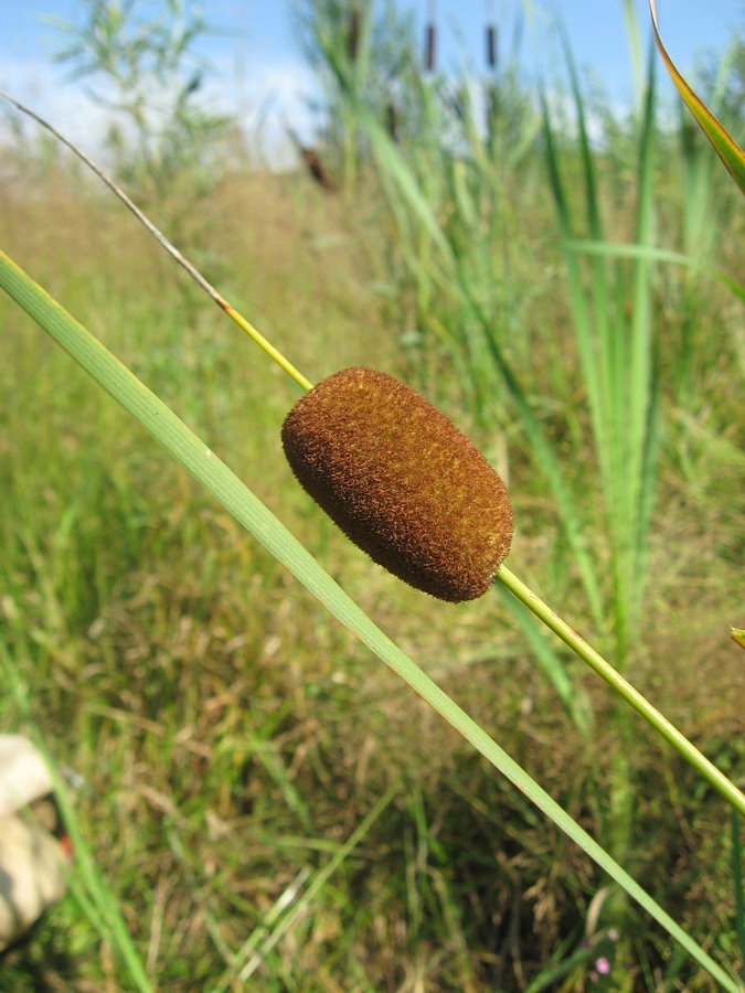 Image of Typha laxmannii specimen.