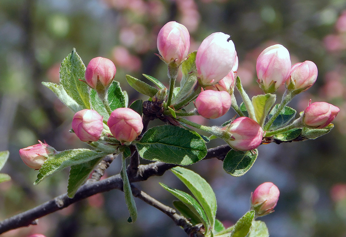 Изображение особи Malus orientalis.