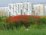 Papaver rhoeas. Куртина цветущих растений. Краснодарский край, Анапский муниципалитет, г. Анапа, р-н Горгиппия, пустырь. 30.05.2021.