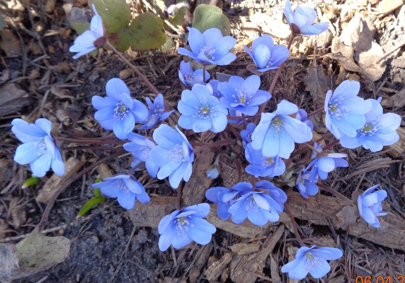 Изображение особи Hepatica nobilis.