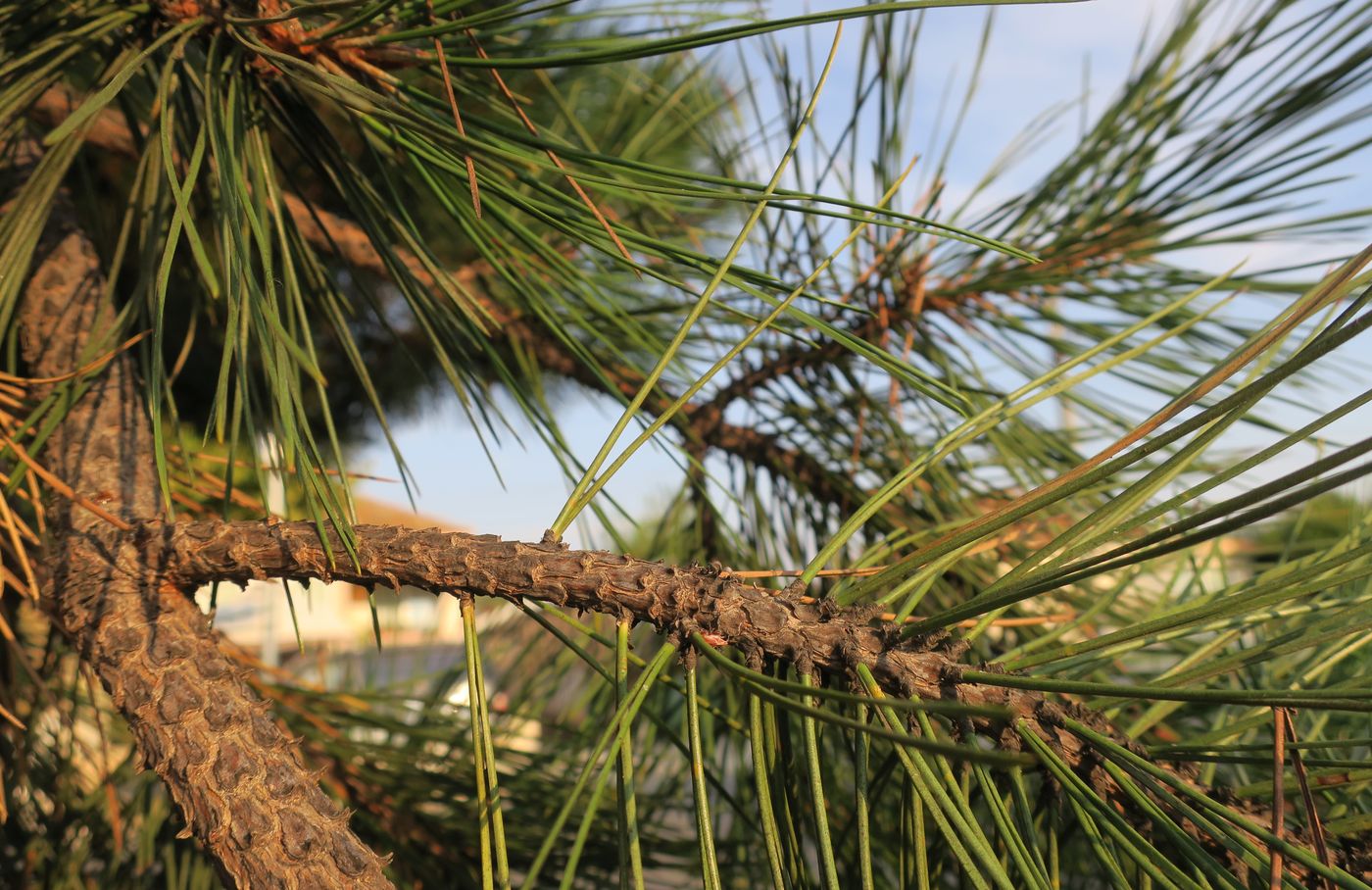 Image of Pinus ponderosa specimen.