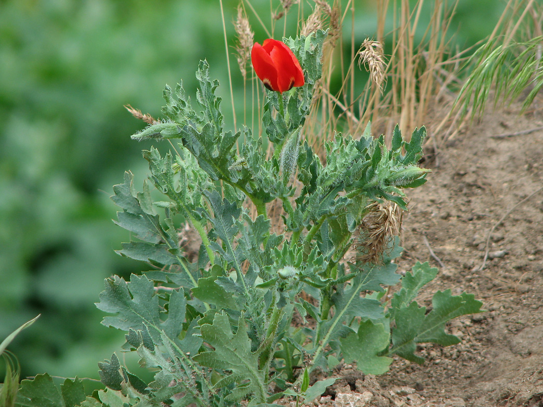 Image of Glaucium corniculatum specimen.