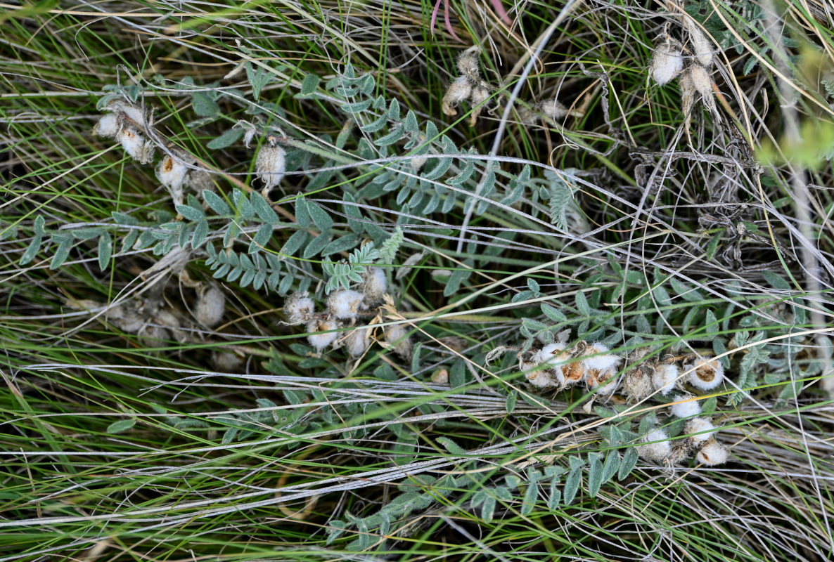 Изображение особи Astragalus sareptanus.