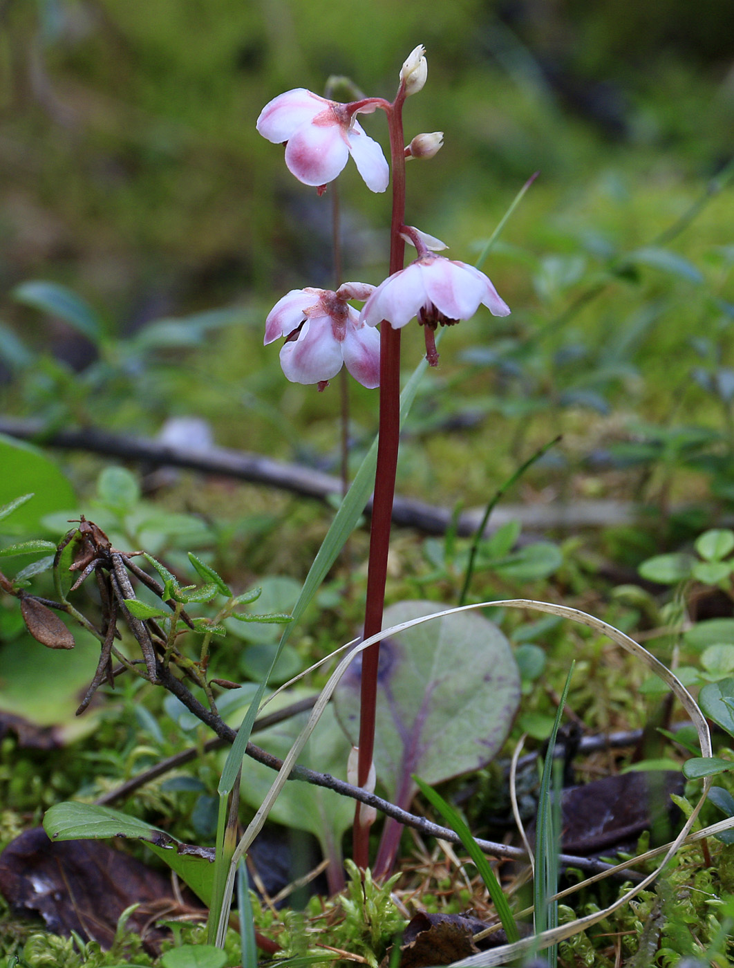 Изображение особи Pyrola incarnata.