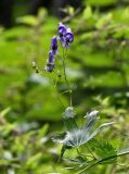 Aconitum sczukinii. Часть побега с соцветием. Сахалин, гор. округ Долинский, долина р. Красноярка, Быковские пороги, опушка смешанного леса. 13.08.2023.