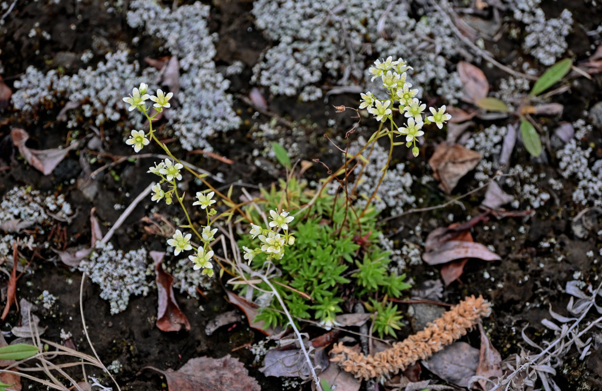 Изображение особи Saxifraga spinulosa.