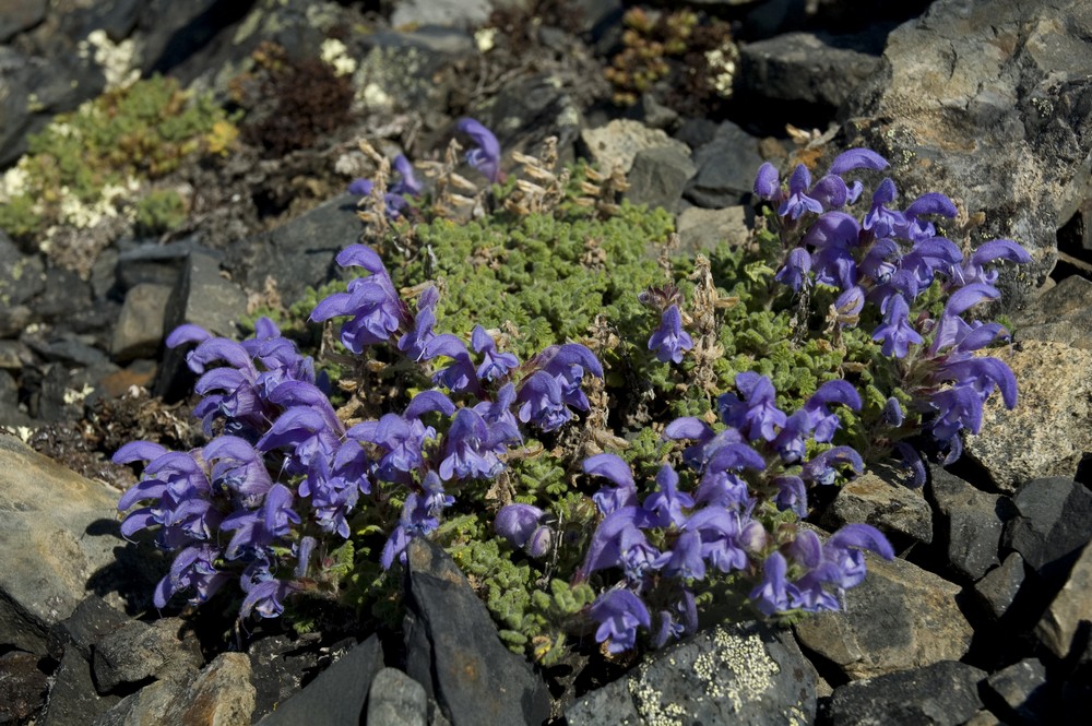 Image of Dracocephalum palmatum specimen.