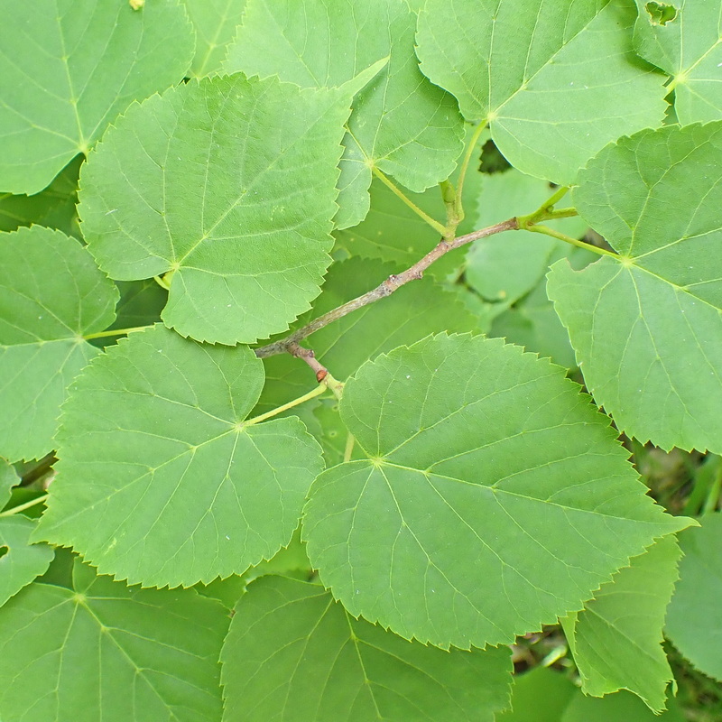 Image of Tilia amurensis specimen.