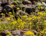 Ranunculus reptans. Побеги с цветками, бутонами и завязями. Пермский край, Коми-Пермяцкий округ, Кочёвский р-н, окр. пос. Усть-Янчер, дол. р. Коса, галечный берег. 9 июля 2023 г.