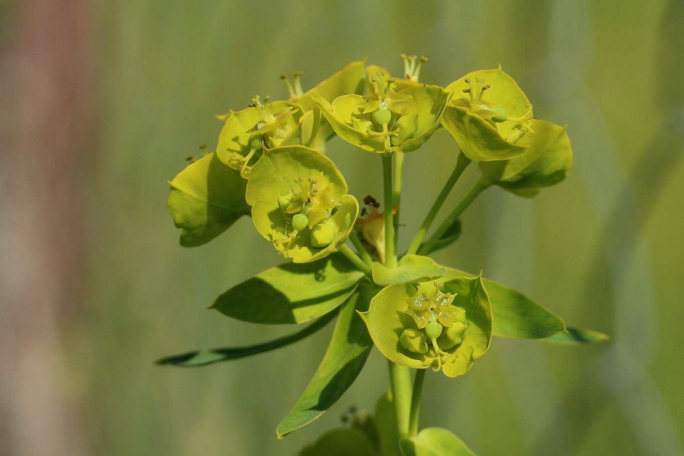 Изображение особи Euphorbia virgata.