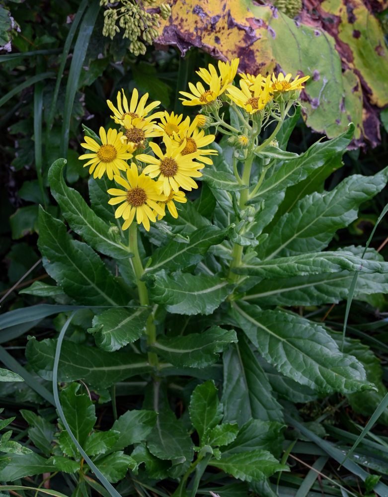 Image of Senecio pseudoarnica specimen.