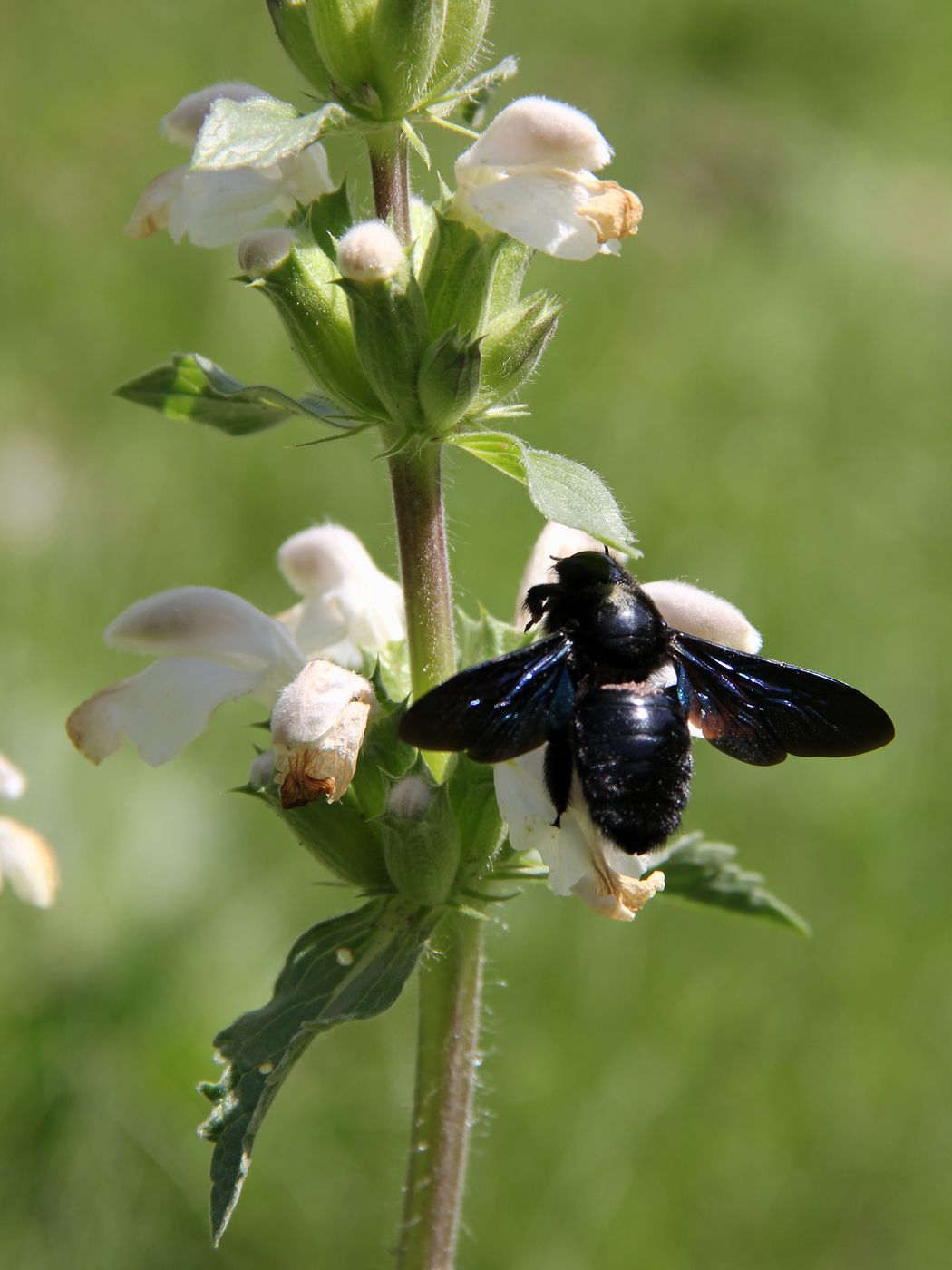 Изображение особи Phlomoides labiosa.