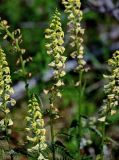 Pedicularis incarnata