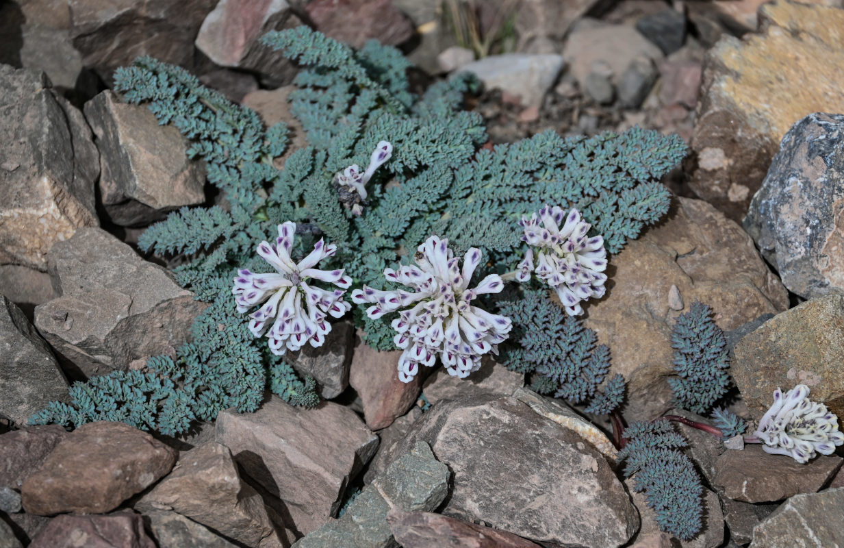 Изображение особи Cysticorydalis fedtschenkoana.