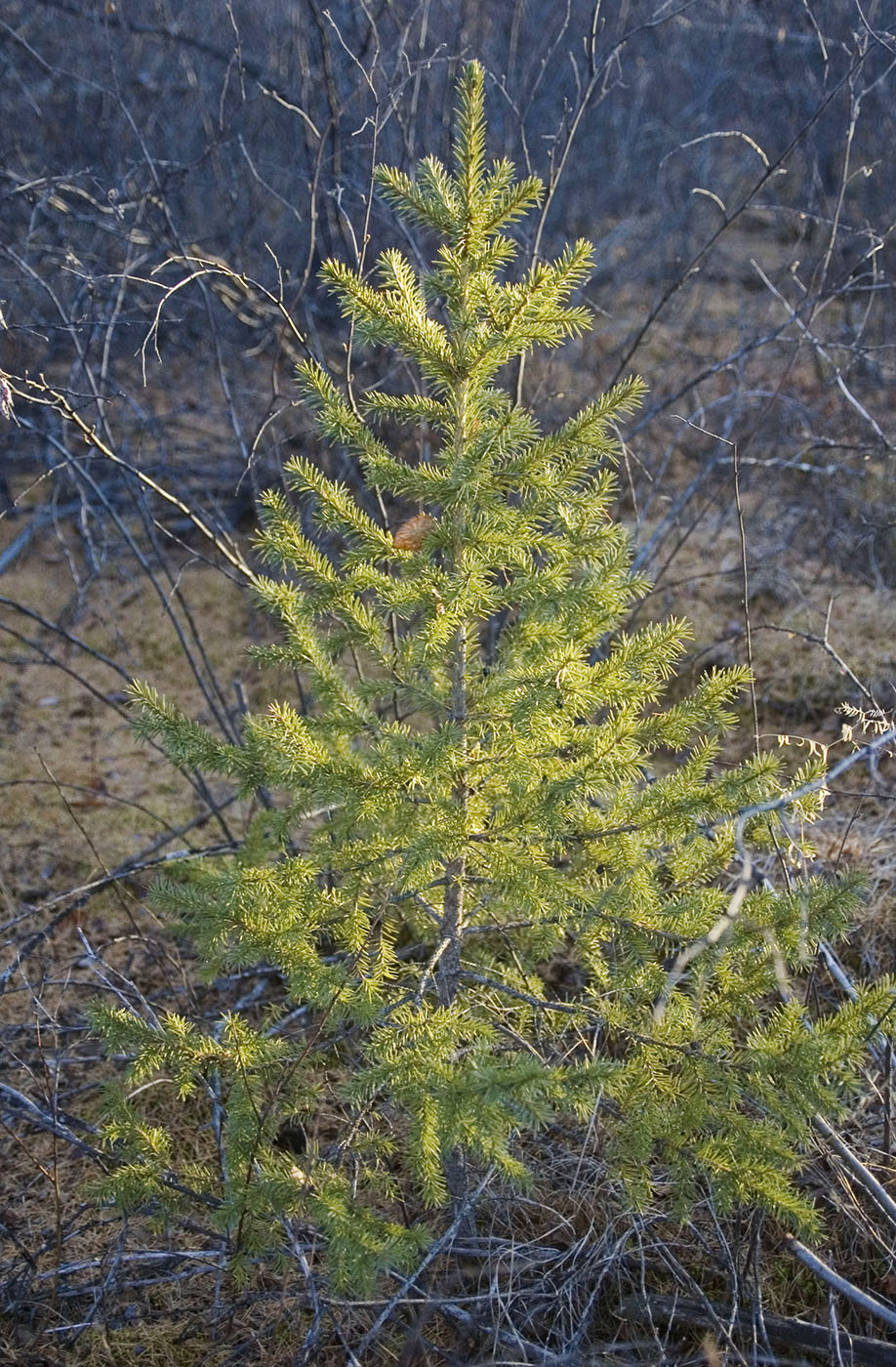 Изображение особи Picea obovata.