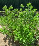 Potentilla norvegica