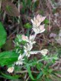 Dorycnium graecum