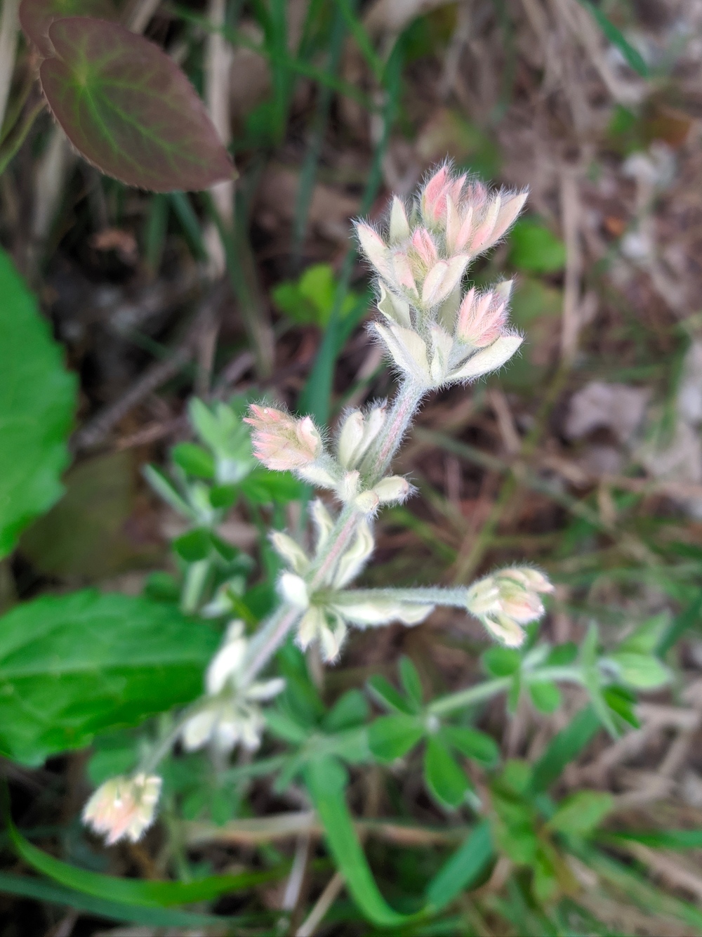 Изображение особи Dorycnium graecum.