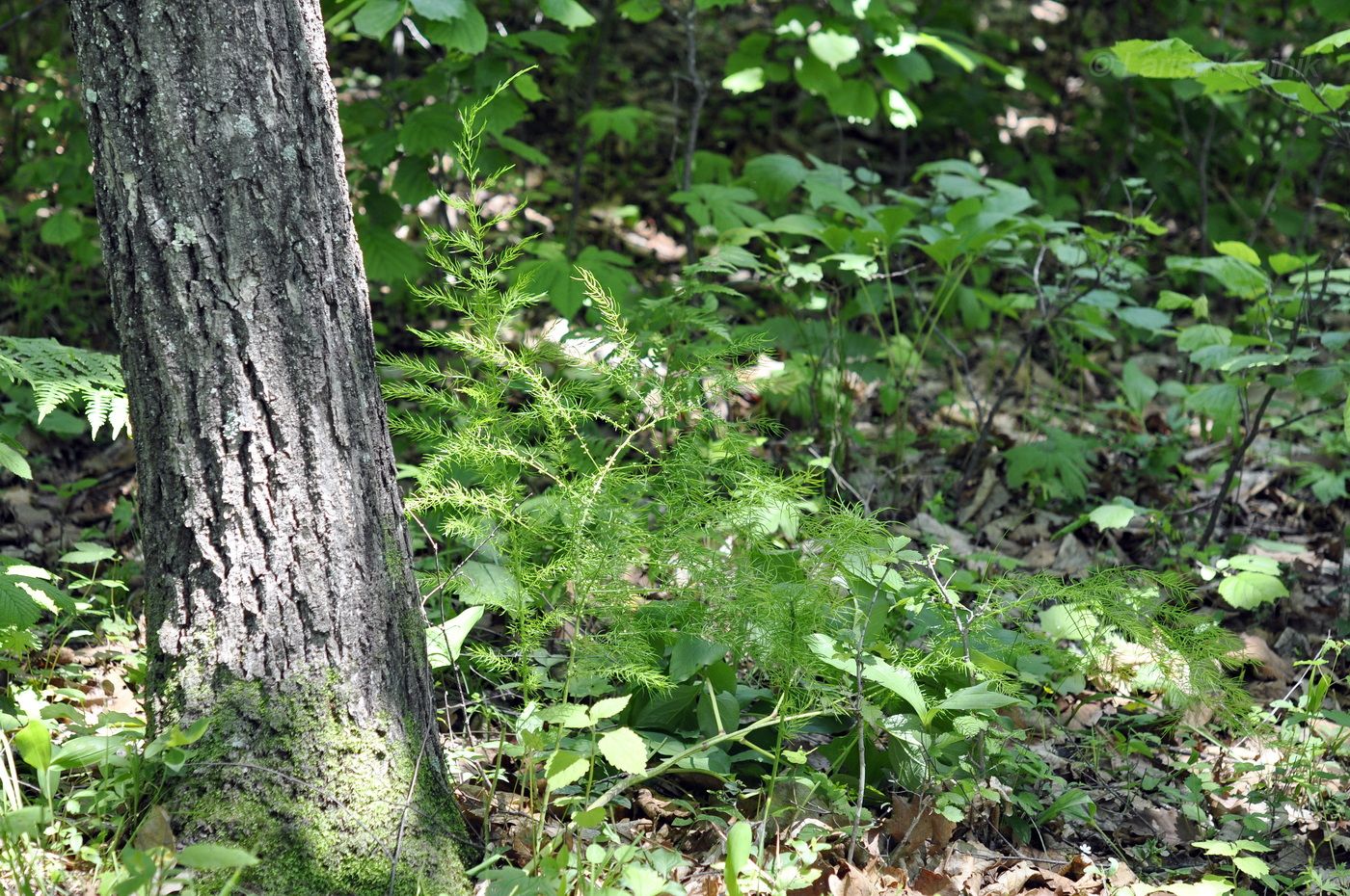 Image of Asparagus schoberioides specimen.