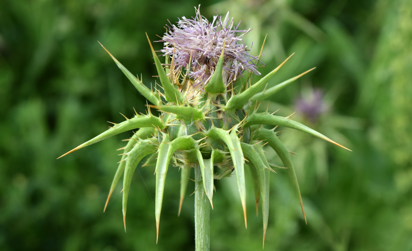 Изображение особи Silybum marianum.