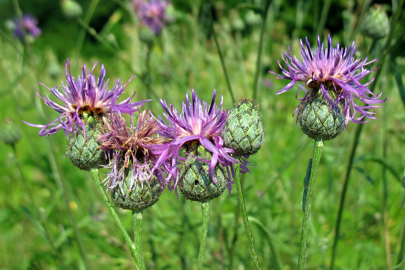 Image of Centaurea scabiosa specimen.