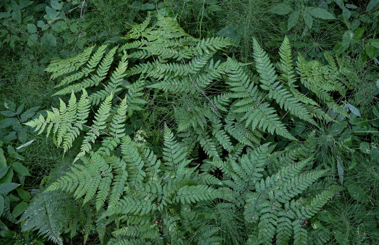 Изображение особи Dryopteris expansa.