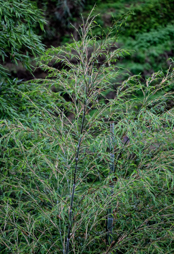 Изображение особи Phyllostachys pubescens.