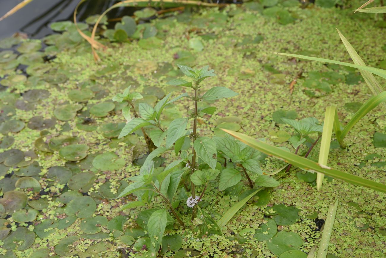 Image of Mentha arvensis specimen.