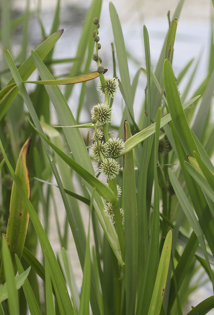 Изображение особи Sparganium erectum.