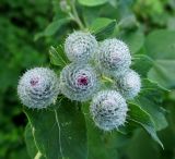 Arctium tomentosum