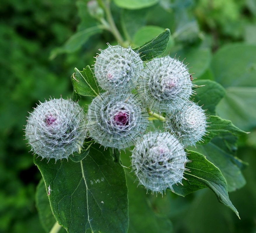 Image of Arctium tomentosum specimen.