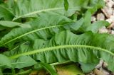 Rumex confertus