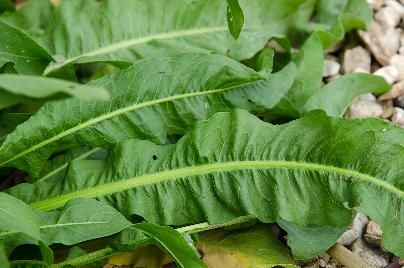 Image of Rumex confertus specimen.