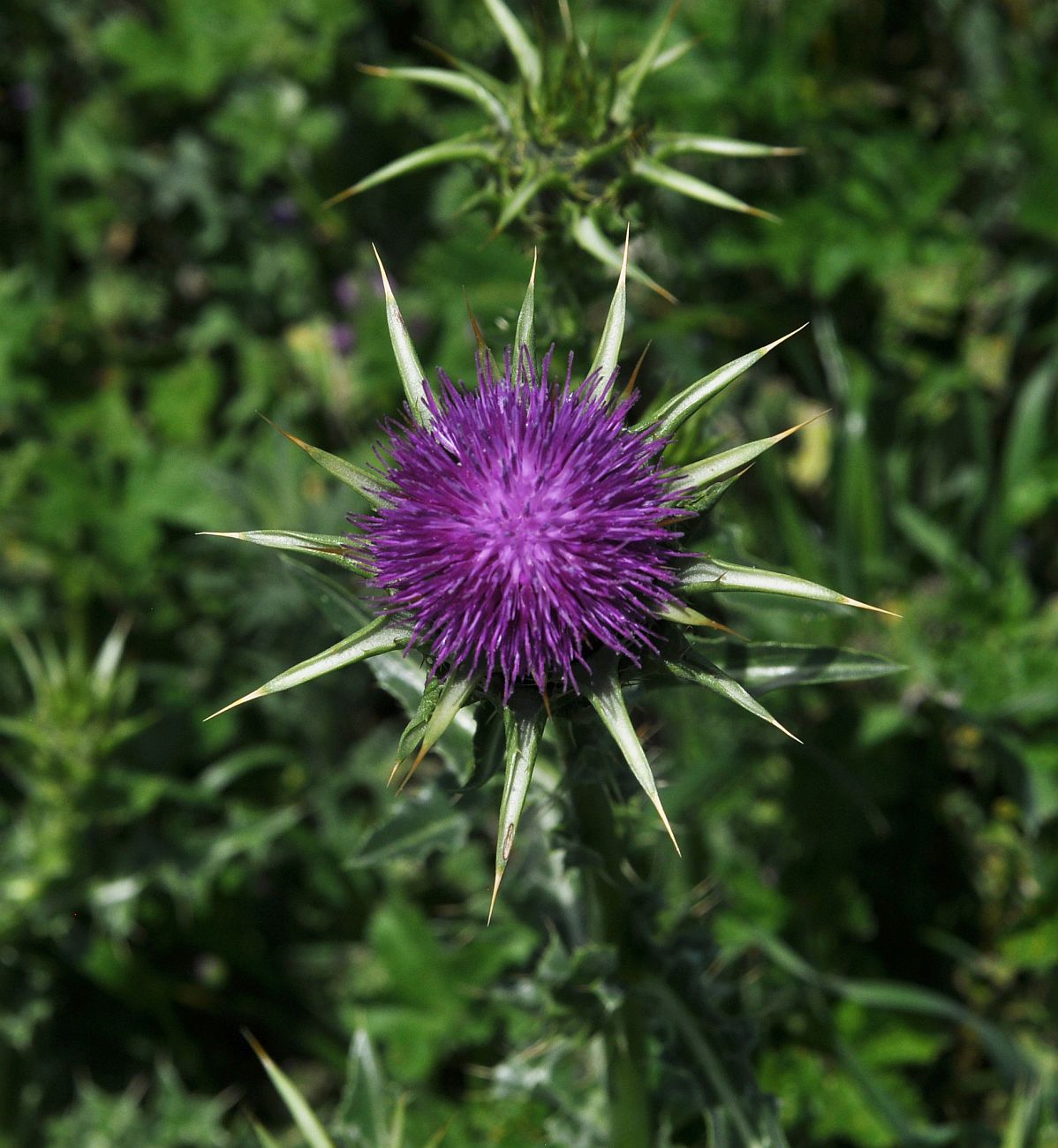 Image of Silybum marianum specimen.