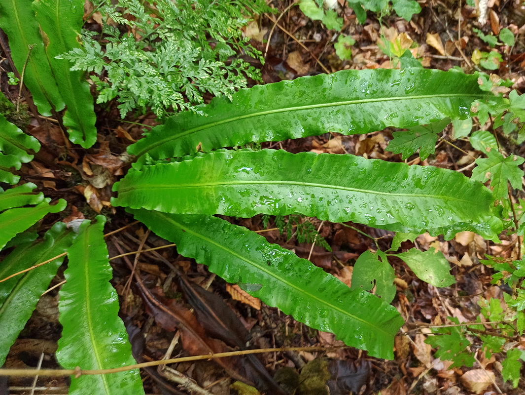 Image of Phyllitis scolopendrium specimen.