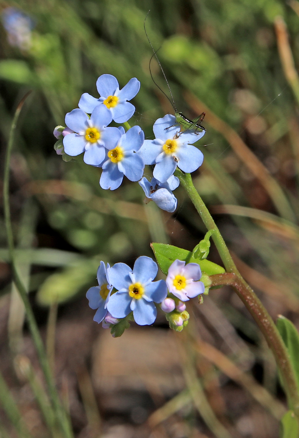 Изображение особи Myosotis palustris.