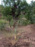 Allium rotundum