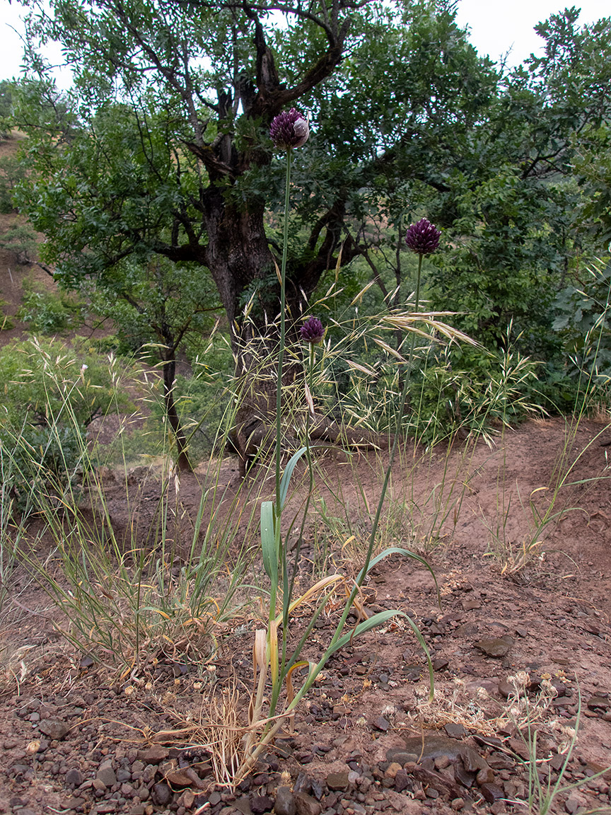 Изображение особи Allium rotundum.