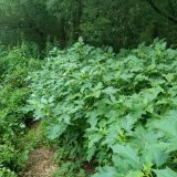 Datura stramonium