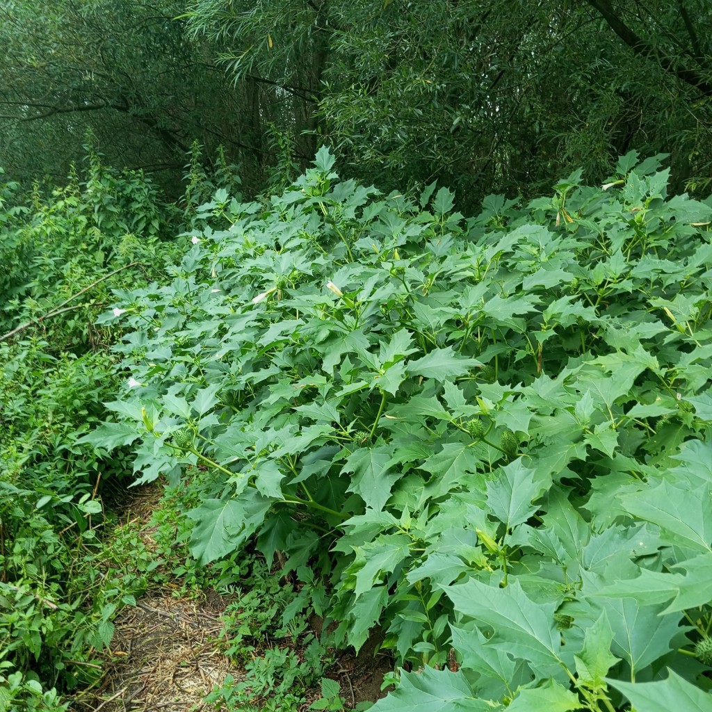 Image of Datura stramonium specimen.