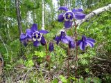 Aquilegia sibirica. Верхушки побегов с соцветиями. Хакасия, Ширинский р-н, окр. с. Ефремкино, массив Тогыз-Аз, лиственнично-берёзовый лес. 05.06.2024.