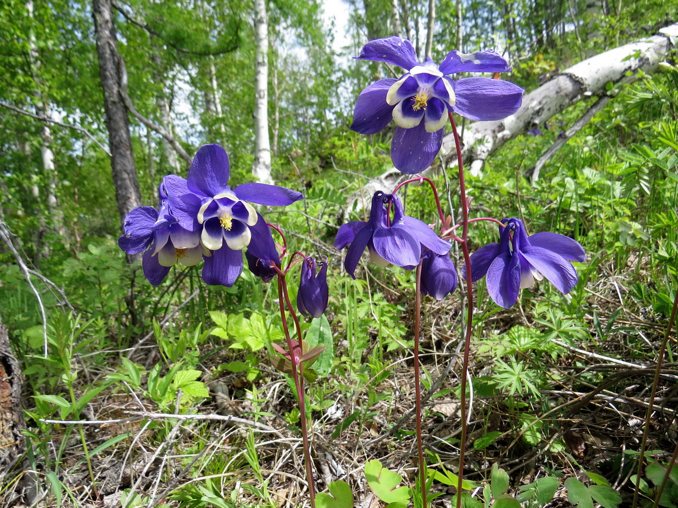 Изображение особи Aquilegia sibirica.