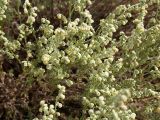 Artemisia frigida. Соцветия. Бурятия, 10 км З Улан-Удэ. 23 августа 2005 г.