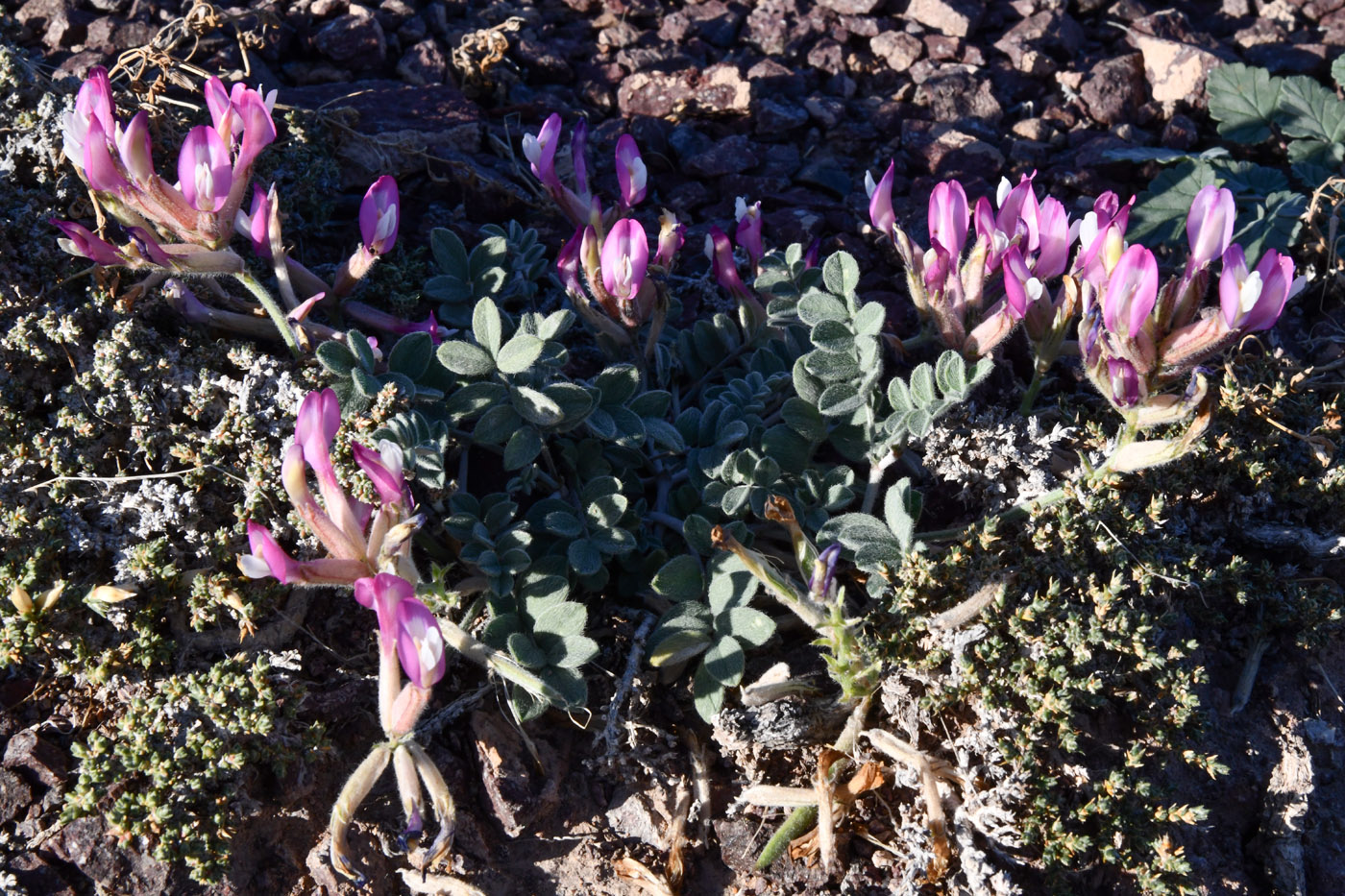 Image of Astragalus petraeus specimen.