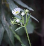 Erigeron annuus. Верхушка цветущего растения. Пермский край, г. Пермь, Кировский р-н, разнотравный луг. 27.07.2024.