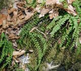 Смотреть изображение Asplenium trichomanes