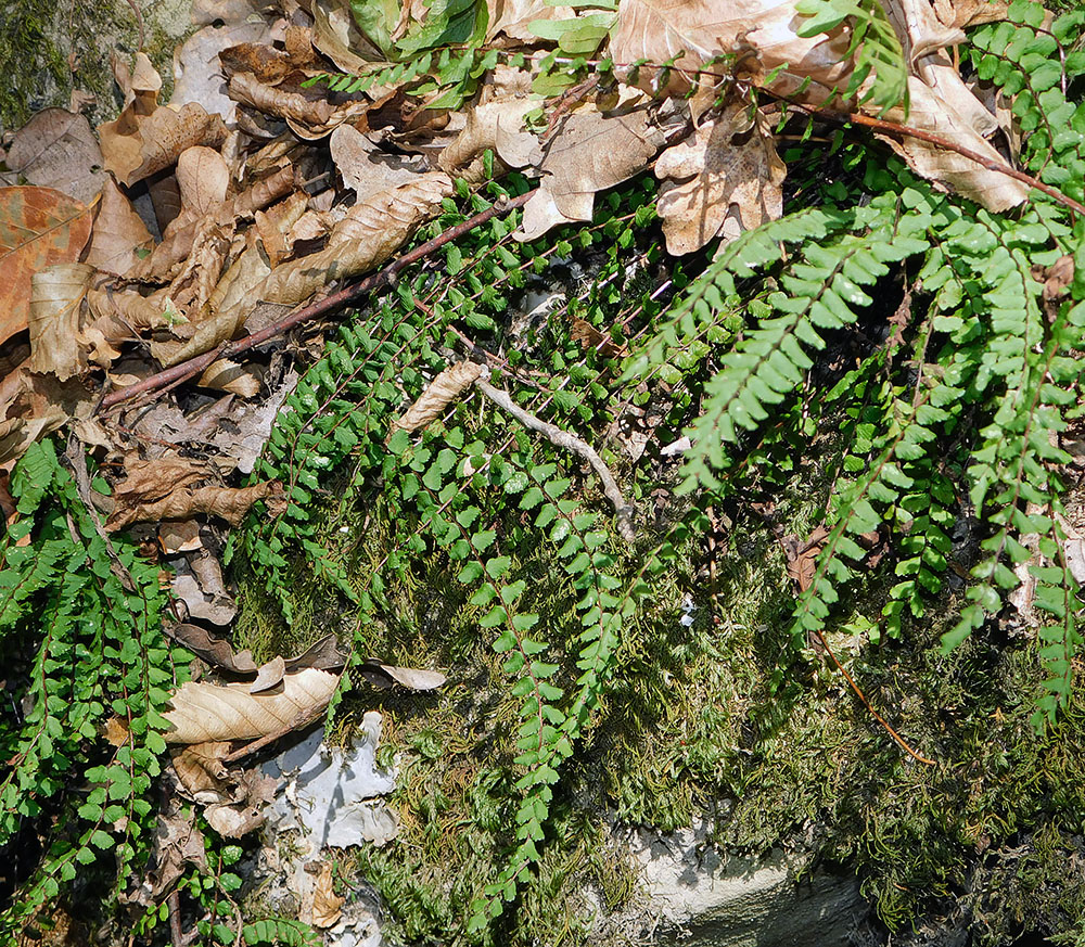 Image of Asplenium trichomanes specimen.