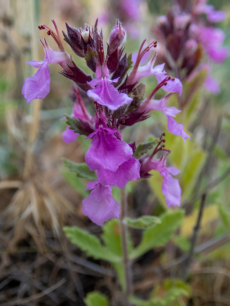 Image of Teucrium chamaedrys specimen.