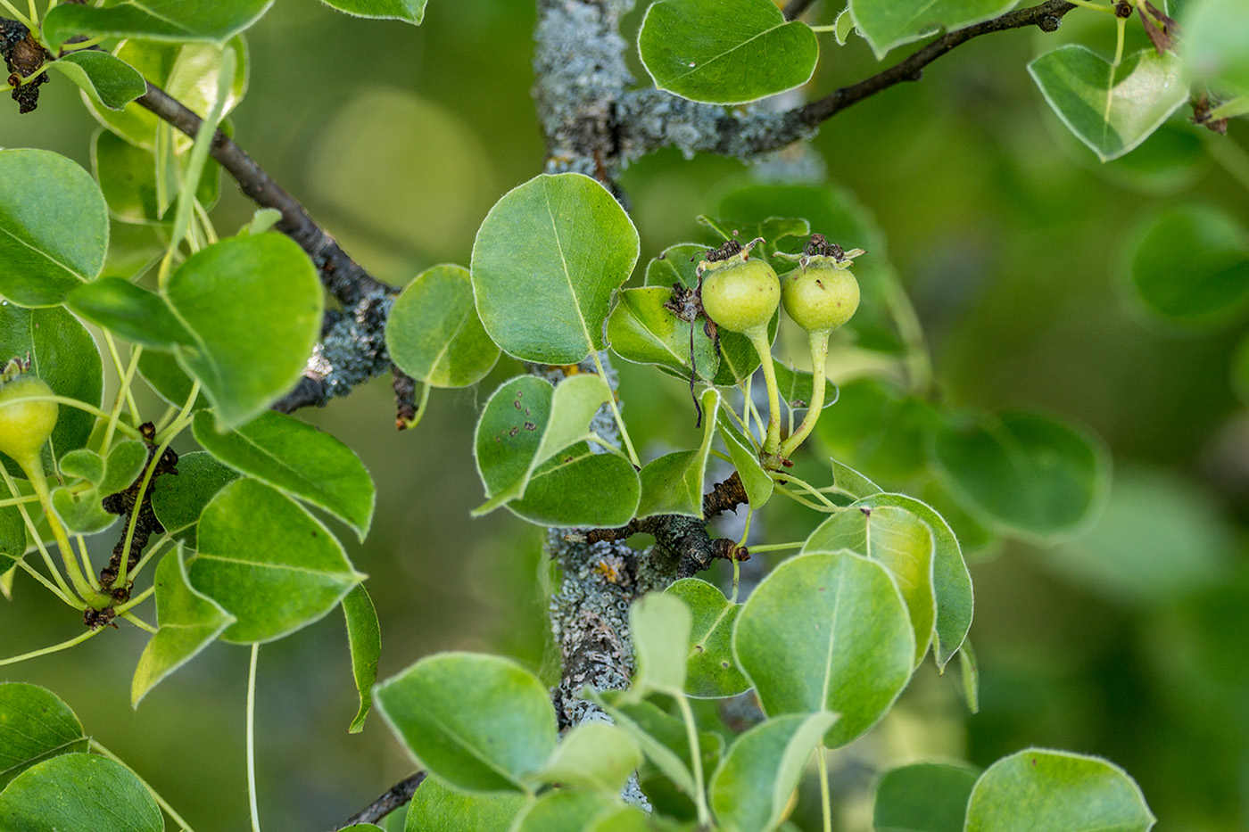 Изображение особи Pyrus communis.